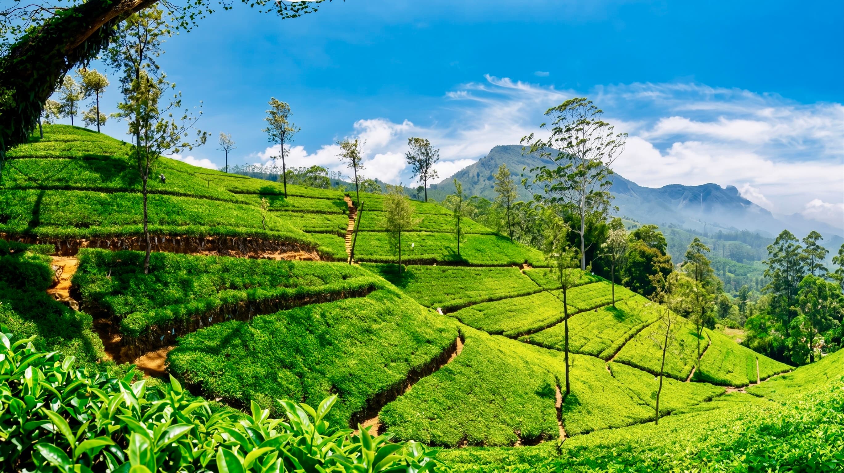 Private transfer from Kandy to Nuwara Eliya
